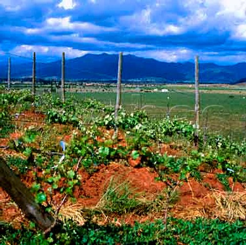 New Pinot Noir vineyard planted by Vinedos Valle de   Casablanca in the Casablanca Valley Chile