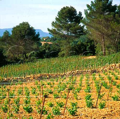 Contrast between nonorganic vineyard of Chteau de   Capion in foreground and organic unweeded vineyard   of Mas de Daumas Gassac beyond    Aniane Hrault France   Vin de Pays dOc