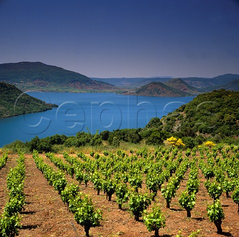 Vineyard above Lac de Salagou Hrault France