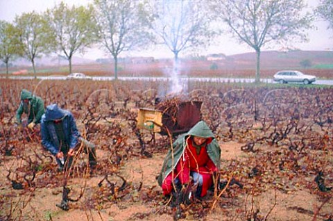 November pruning in Beaujolais
