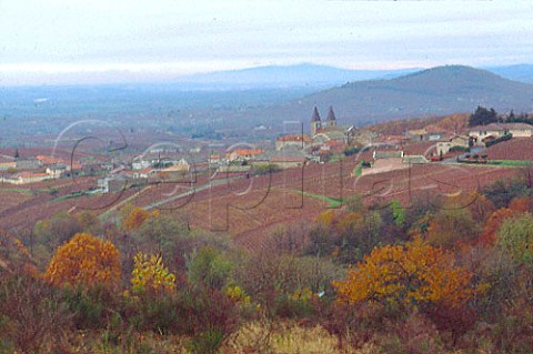 Vineyards around Morgon in November   Beaujolais