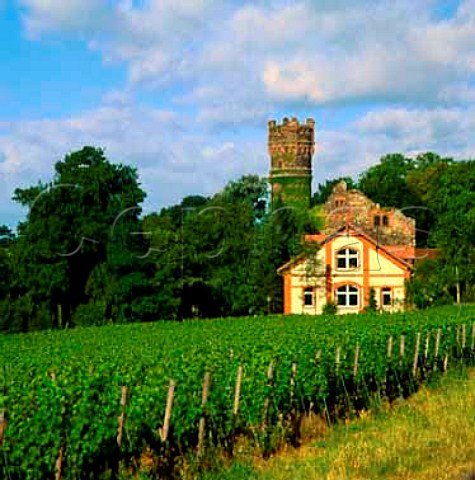Schloss Reichhartshausen and vineyard between the   villages of Oestrich and Winkel Germany    Rheingau