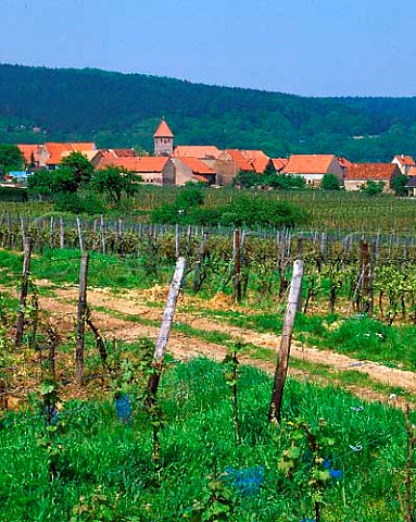 Springtime in vineyards at Weisenheim am Berg   Pfalz Germany