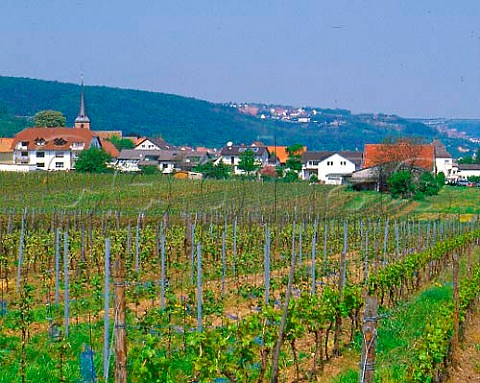 Springtime in vineyards at Weisenheim am Berg   Pfalz Germany