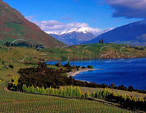 Rippon Vineyard on the shore of Lake Wanaka Central   Otago New Zealand