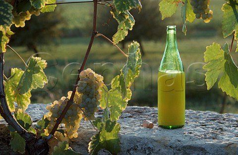 Chasselas grapes and bottle of federweisser    Switzerland
