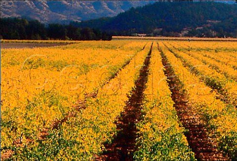 Autumnal vineyards of Far Niente   Oakville Napa Valley California