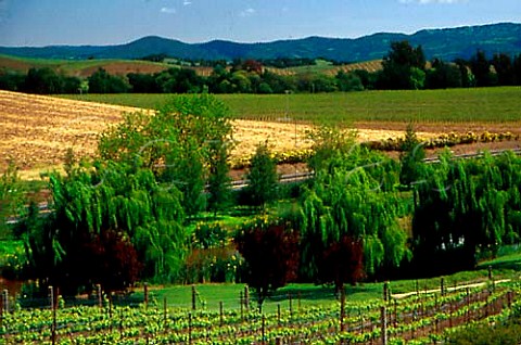 Domaine Carneros vineyard Napa   California