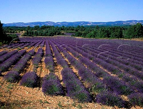 Lavender field on the Plateau dAlbion Vaucluse   France   Provence