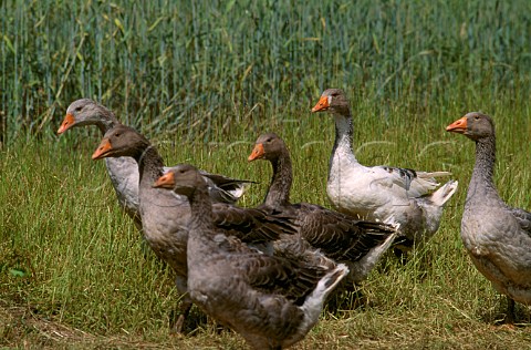 Geese in field bred for foie gras   Sarlat Dordogne France