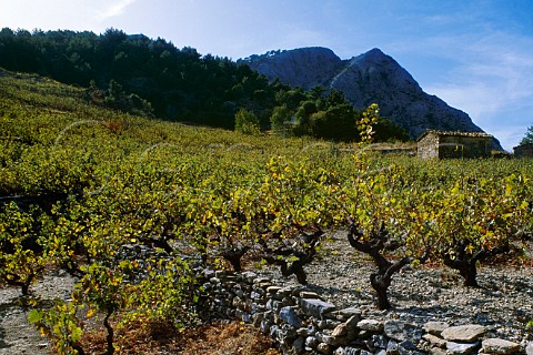 Vineyard on the island of Samos Greece   Muscat de Samos