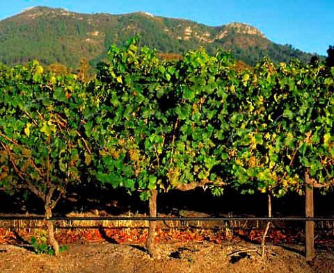 Klein Constantia Estate  Chenin Blanc vines    Cape Province South Africa