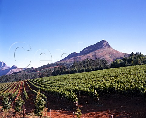 Delaire Estate vineyards at the summit of the   Helshoogte Pass between Stellenbosch and Franschhoek   Cape Province South Africa Stellenbosch WO