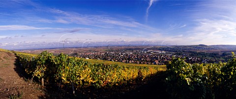 Vineyard of Trimbach above Ribeauvill   HautRhin France   Alsace
