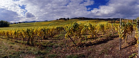 Autumnal vineyard of Trimbach Ribeauvill    HautRhin France   Alsace