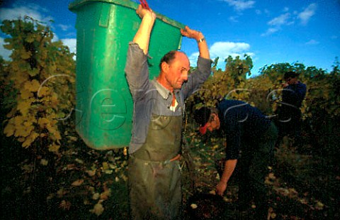 Harvesting in vineyard of Trimbach   Ribeauville HautRhin France Alsace