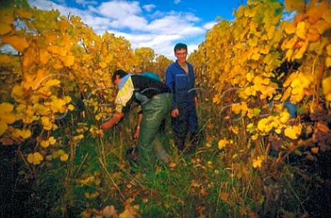Harvesting in vineyard of Trimbach   Ribeauvill HautRhin France  Alsace