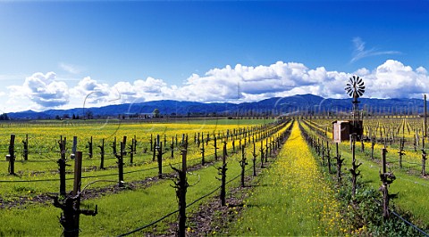 Springtime mustard flowering in vineyard   Rutherford Napa Co California