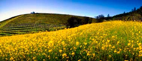 Springtime mustard and vineyard on Howell Mountain   Napa Co California