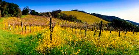 Springtime mustard flowering in vineyard on Howell   Mountain Napa Co California
