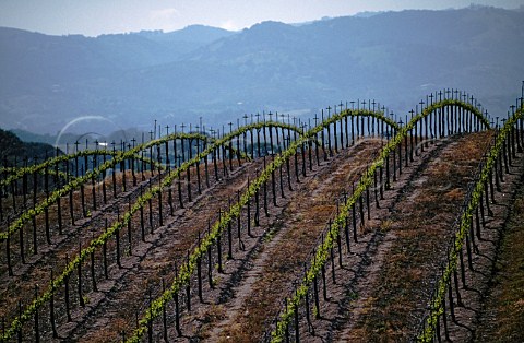 Vineyard of Eberle Winery Paso Robles   San Luis Obispo Co California