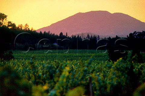 Sunset over vineyard at StHelena with   Mount StHelena in the distance Napa   Co California