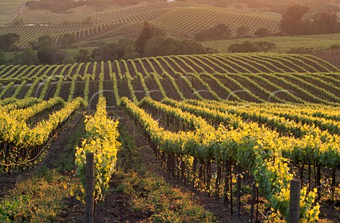 Evening light on vineyard in the   Carneros District Napa California