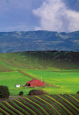 Vineyards and red barn in the Carneros   district Napa Co California