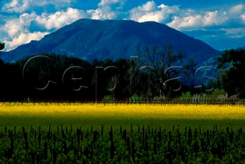 Springtime mustard in vineyard with   Mount StHelena in the distance   Rutherford Napa Co California