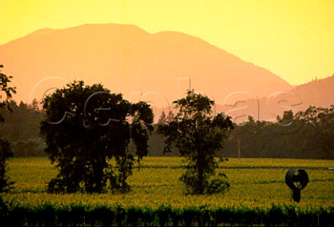 Sunset over vineyard with Mount   StHelena in the distance Calistoga   Napa Co California Napa Valley