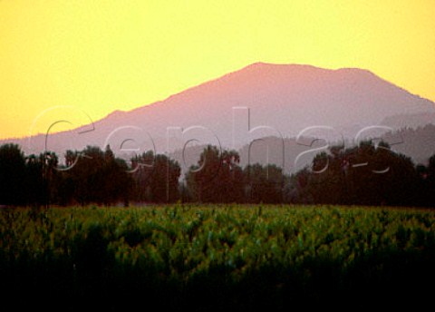 Sunset over vineyard with Mount   StHelena in the distance Calistoga   Napa Co California Napa Valley