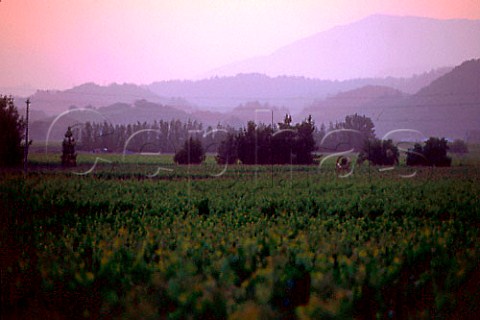 Vineyards at dusk with Mount StHelena   beyond Rutherford Napa Co California