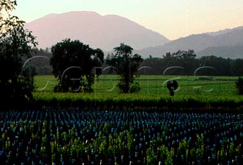 Vineyards at dusk with Mount StHelena   beyond Rutherford Napa Co California