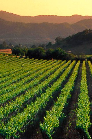 Lush summer growth in vineyard at   Rutherford Napa Co California