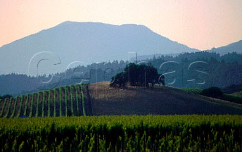 Vineyards at St Helena with Mount  St Helena beyond Napa Valley California