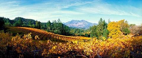 Autumnal vineyard with Mount St Helena in the  distance Calistoga Napa Valley California