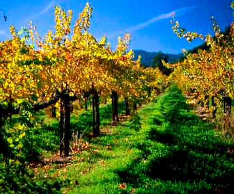Carpenter Vineyard in the autumn with grass cover   StHelena Napa Co California