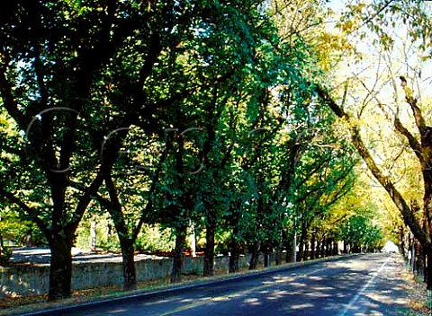 Avenue of Elm trees on Highway 29 outside Beringer  Winery  a historic natural landmark in the Napa  Valley  St Helena Napa Valley California