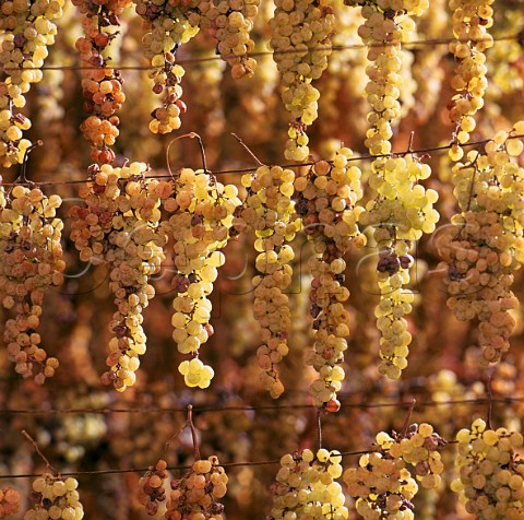 Grapes drying in the premises of Gini for their   Recioto Col Foscarin   Monteforte dAlpone Veneto Italy  Soave