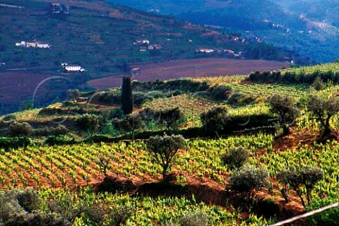 Vineyards at Cidadelhe Portugal Douro