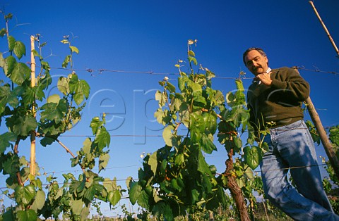 Luis Pato in his vineyard  Bairrada   Portugal