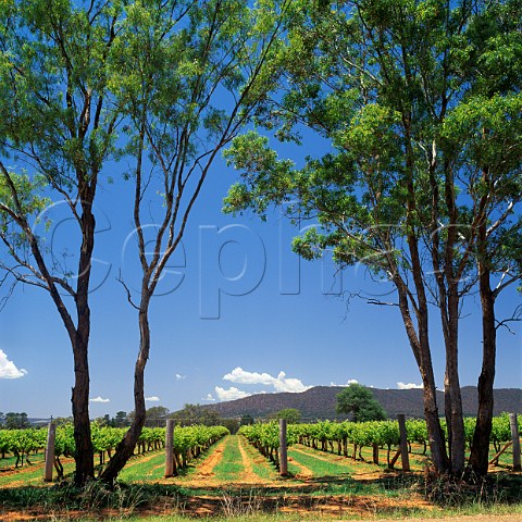 Shiraz vineyard Mudgee New South Wales Australia