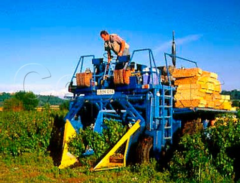 Blackcurrant picking machine Stoke sub Hamdon   Somerset