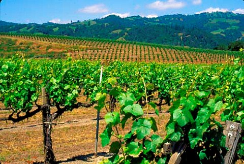 Vineyards southeast of Geyserville Sonoma Co   California Alexander Valley