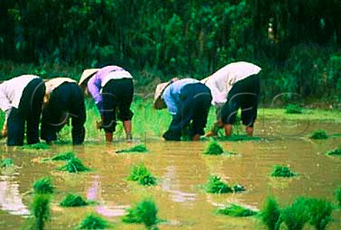 Planting rice in paddy field in the   Mekong Delta Vietnam
