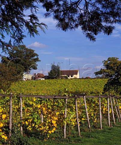 Tenterden Vineyards Kent England Makers of   Chapel Down wines