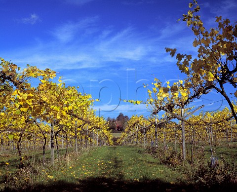 Tenterden Vineyards Kent England   Makers of Chapel Down wines