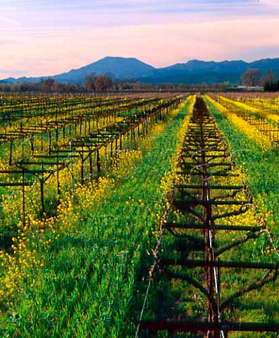 Springtime mustard flowering in vineyard at   Rutherford with Mount StHelena in the distance Napa   Co California