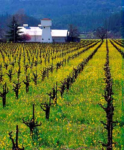 Mustard flowering in Ray Rossis vineyard   StHelena Napa Co California Napa Valley
