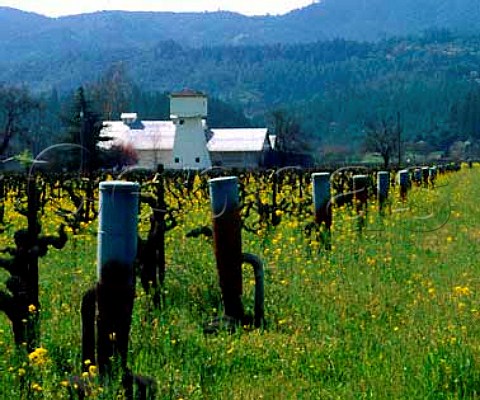 Antifrost smudge pots amid the early spring mustard   in Ray Rossis vineyard StHelena Napa Co   California Napa Valley